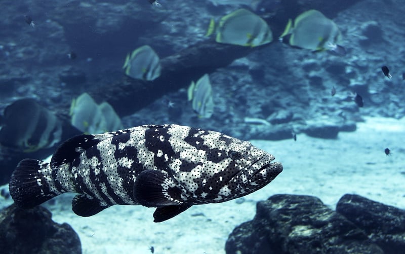 The Great Barrier Reef